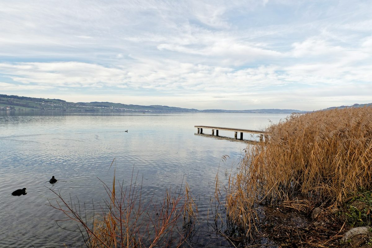 Steg und Schilf am Ufer des Sempachersees bei Sempach